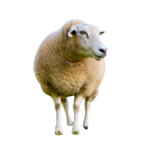 Dorper Ewe - Pearl