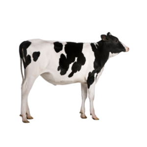 Jersey Heifer - Honey