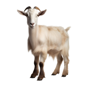 West African Dwarf Doe - Nala