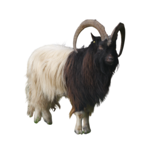 Boer Breeding Buck - Atlas